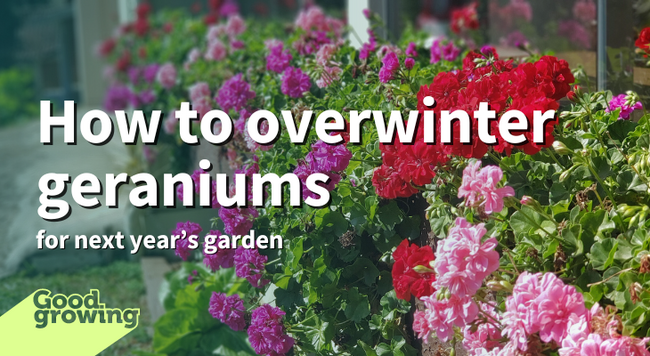 How to overwinter geraniums for next year's garden. Geranium plants in a row with pink, red and purple flowers.