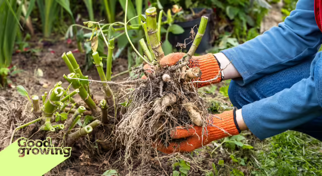 A person holding a dahlia clump that has just been dug from the ground.