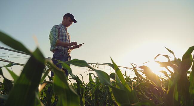 A person standing in a field of crops holding a tablet. 