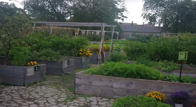 raised beds overflowing with vegetables
