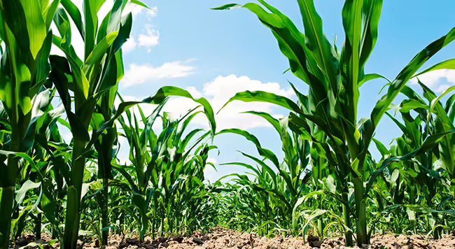 cornfield