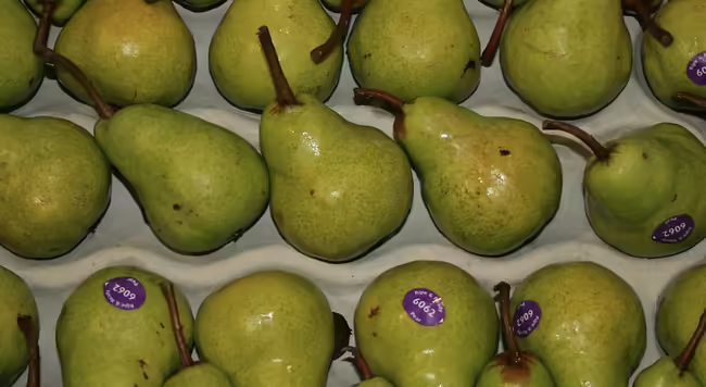 pears on a paper tray