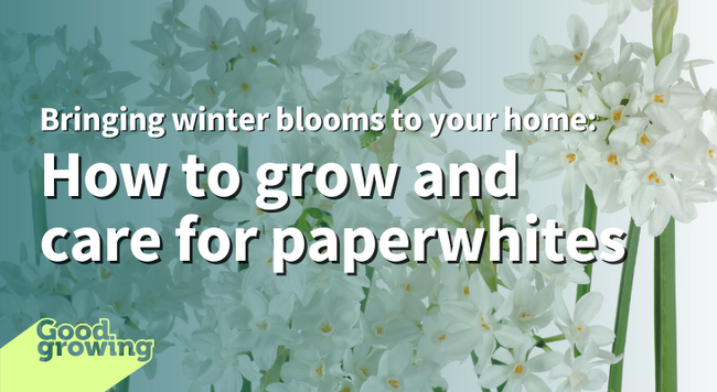 Bringing winter blooms to your home: How to grow and care for paperwhites. White paperwhite flowers.