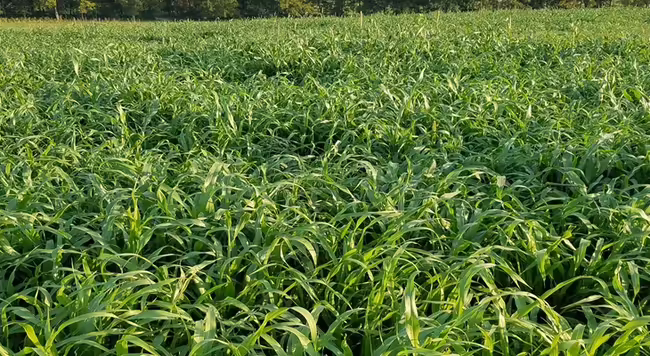 summer annual forages growing in a field