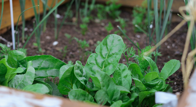 close up of a raised garden bed soil with seedlings and spinach growing