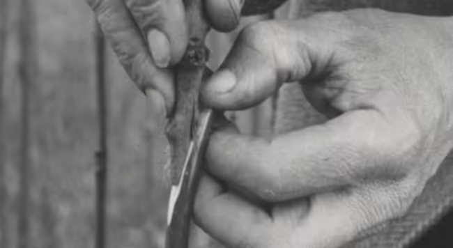 a close up image of the whip and tongue graft - rootstock and scion joined together