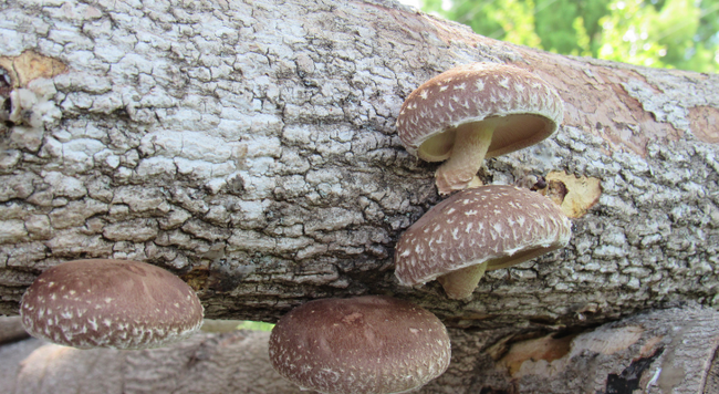 Shittake mushrooms 