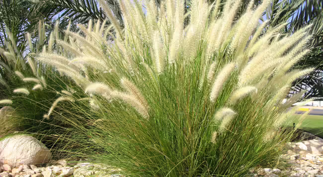 Grasses