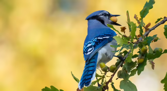a bird with a berry in its beak