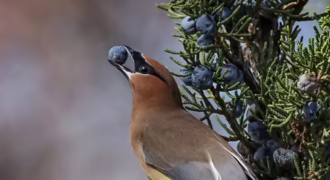 a bird with a berry in its beak