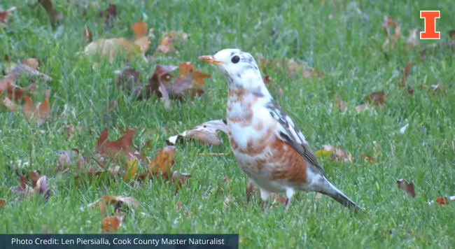 Piebald Robin