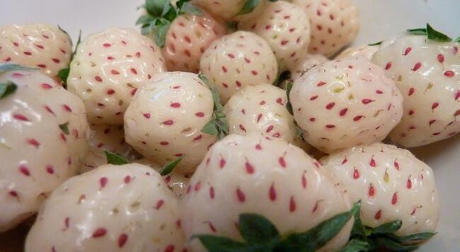 Everbearing pineberrries are unique white berries with red seeds. Photo source: Emmbean, Wikimedia Commons.