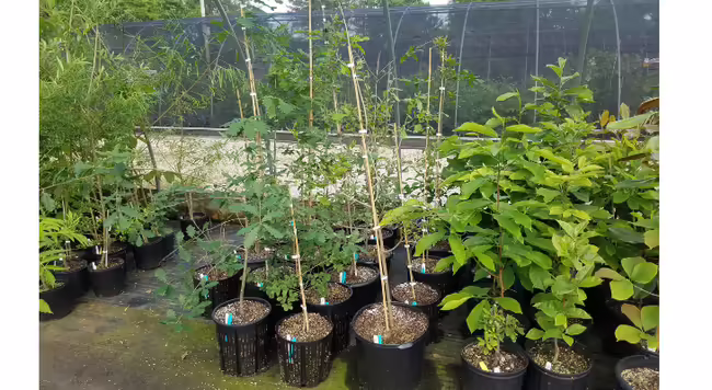 Potted plants await spring planting at the Missouri Botanical Garden nursery production area