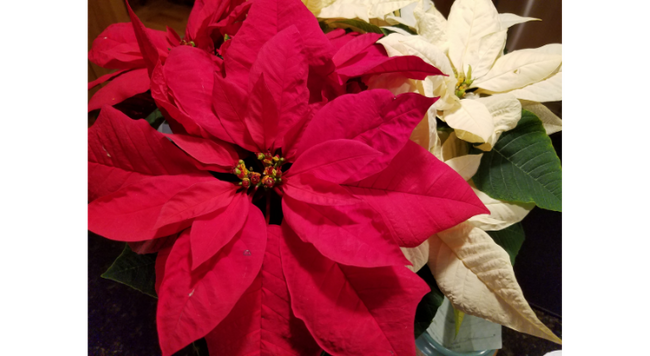 Poinsettias are one of the most popular holiday plants in the US.