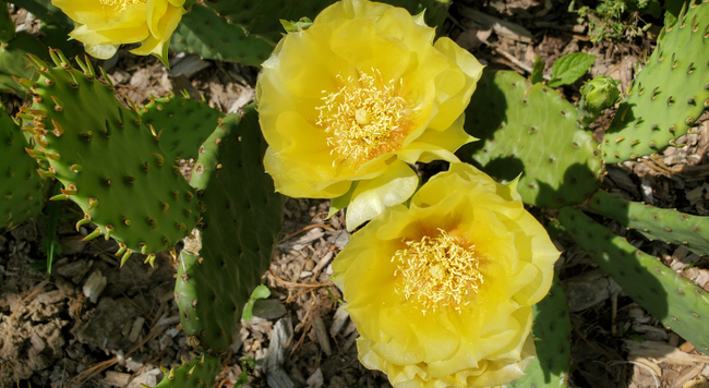 Yellow flowers on a eastern prickly pear cactus