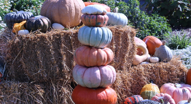Stacked pumpkins in front of a hay bale 