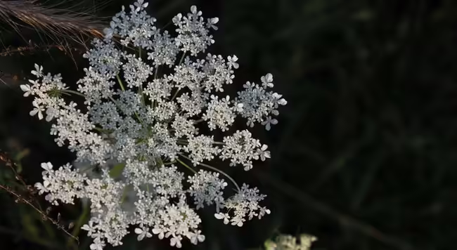 Queen annes lace