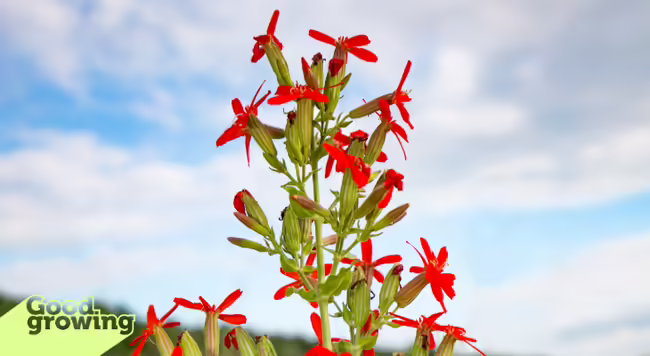 Red royal catchfly flowers in front of a blue sky with white clouds