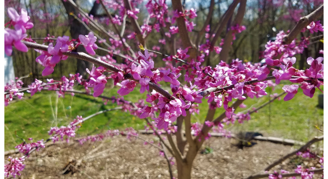 Redbud is a fantastic spring-flowering tree offering the best floral display of any Illinois native tree.