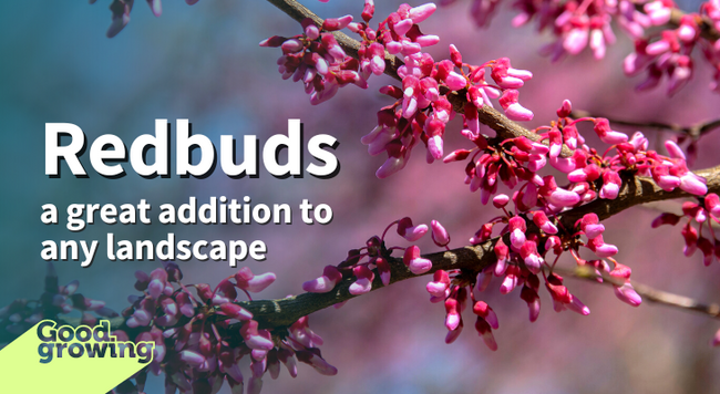 Redbuds: a great addition to any landscape. Branches of a redbud tree coer