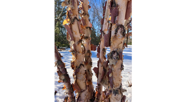 River birch is a native tree with excellent winter appeal from its beautiful, exfoliating bark.