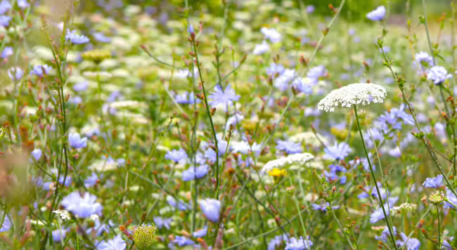 queen anne's lace and chickory