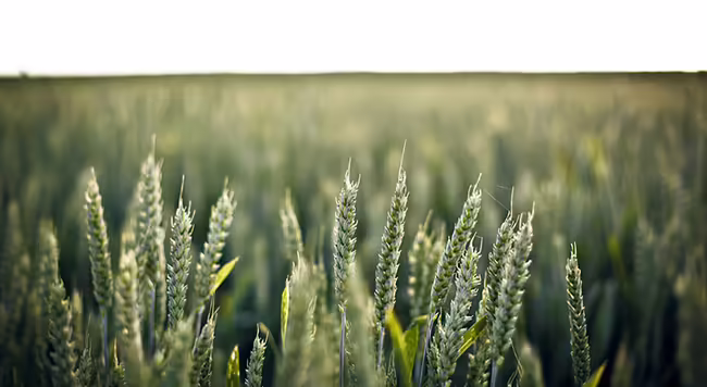 rye grass in field