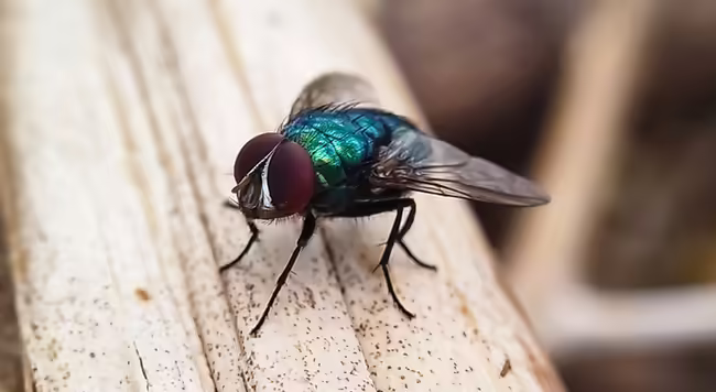 New World screwworms are primarily controlled through Sterile Insect Technique