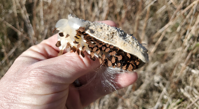 A hand holding a milkweed seedpod