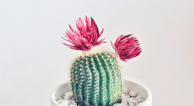 holiday cacti in a cup