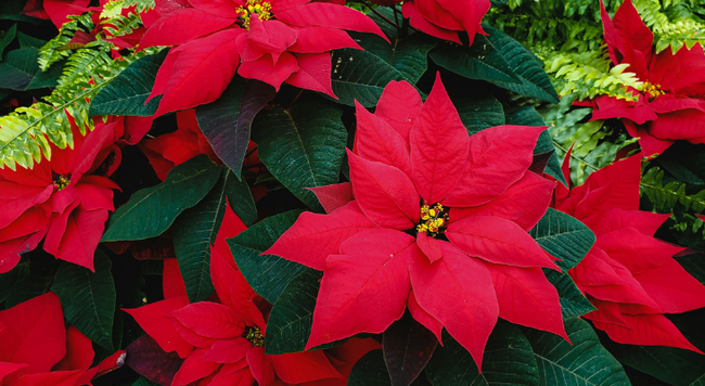 poinsettias