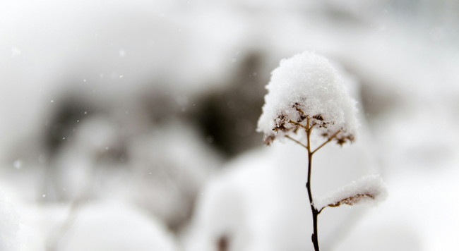 Snow on plant