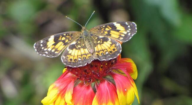 silvery checkerspot butterfly on a red and yellow flower