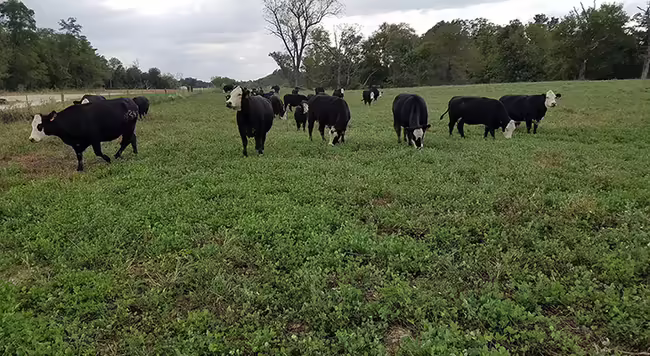 A group of black and white Simmental cattle standing in a pasture on a cloudy day.