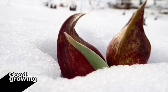 wine-red spathes of skunk cabbage emerging from the snow