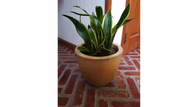 Snake plant is a very common houseplant that is easy to care for making it an excellent plant gift for your Valentine this year.
