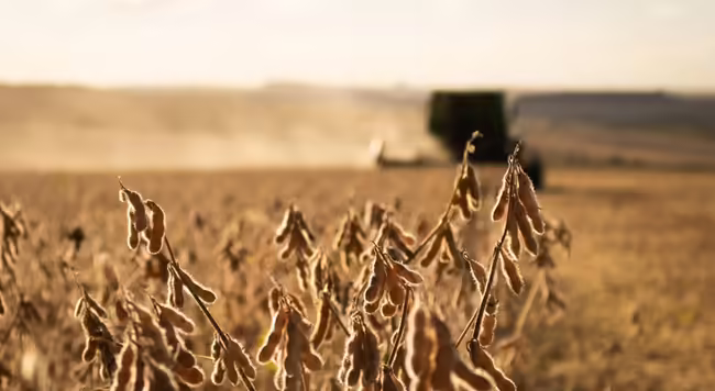 Soybeans in the foreground ready to be harvested my an approching combine