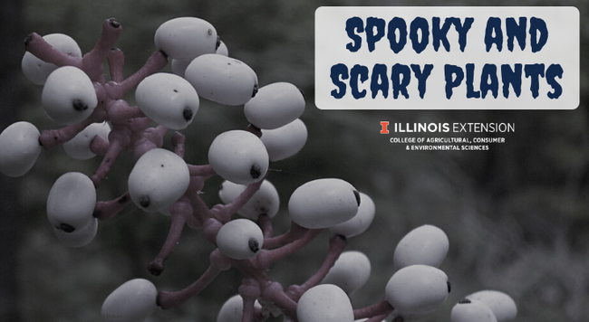Spooky and Scary plants with doll's eyes plant berries