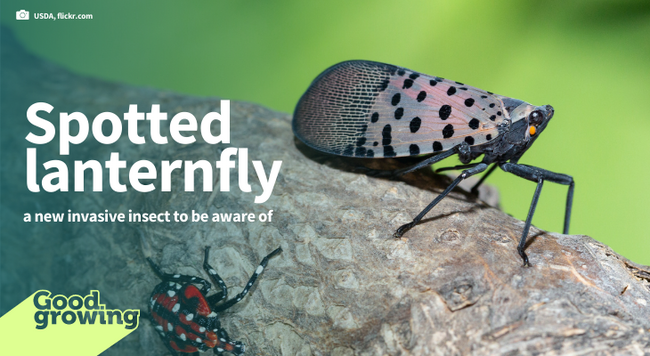 Spotted lanternfly: a new invasive insect to be aware of