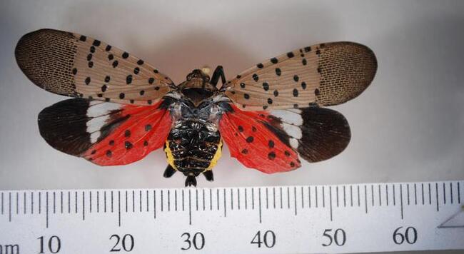 spotted lanternfly adult insect