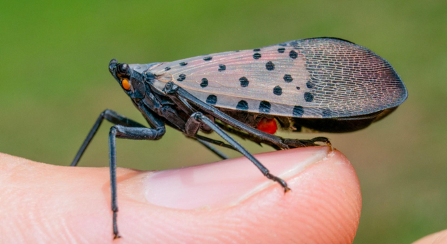 A spotted lantern fly on a finger.