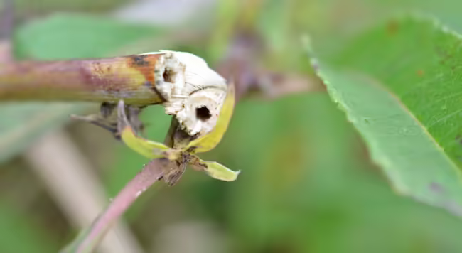 A plant stem is broke in half revealing the open cavity in the stem.