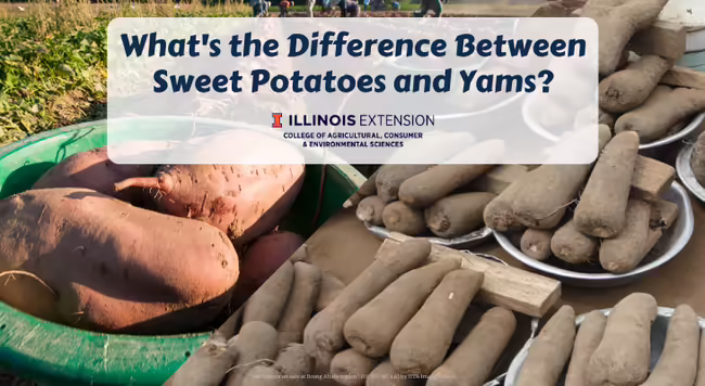 picture of sweet potatoes in a bucket and yams in metal bowls