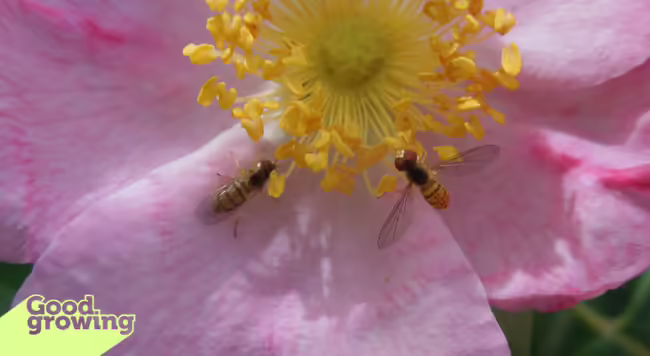 Two syrphid flies visiting a rose flower