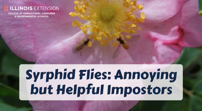 Black and yellow syrphid flies feeding on rose