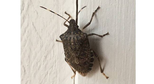 The brown marmorated stink bug is an increasingly detrimental pest on wide range of agricultural crops that commonly seeks shelter in our homes over winter.  Photo credit – Kelly Allsup, Illinois Extension
