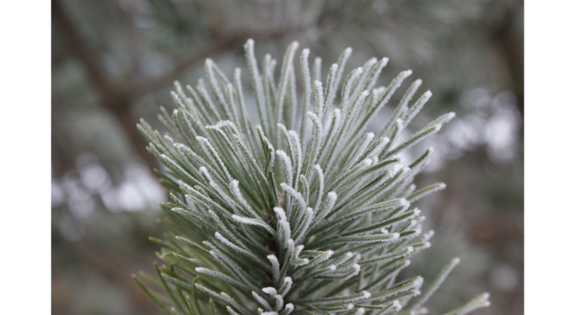 The frosty accumulation of ice crystals on these spruce needles resulted from the wafting spray of an adjacent (untreated) roadway and serves to illustrate how salt spray can accumulate on plant parts.