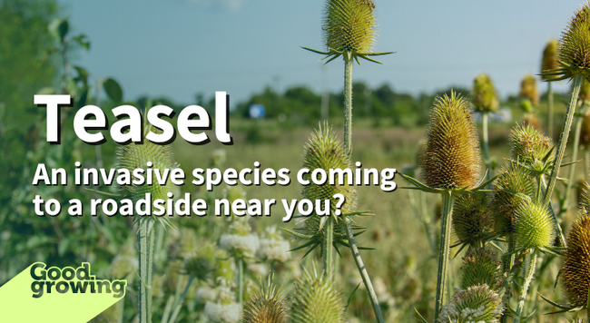 Teasel: An invasive species coming to a roadside near you? 