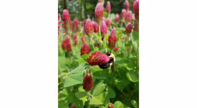 This bumble bee dangles from a flower of crimson clover, which is an attractive and valuable soil-building cover crop that can be easily hand-seeded into vegetable garden beds.