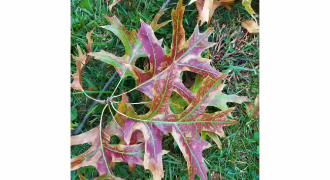 This pin oak tree tested positive for bacterial leaf scorch and displays the most distinctive symptoms characterized by brown leaf margins, a colorful band and green tissue along leaf veins.